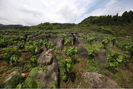 泓森槐荒漠化石漠化治理广西荒漠化石漠化概况