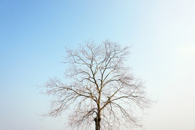 摄图网_500633239_banner_冬天里光秃秃的树（非企业商用）.jpg