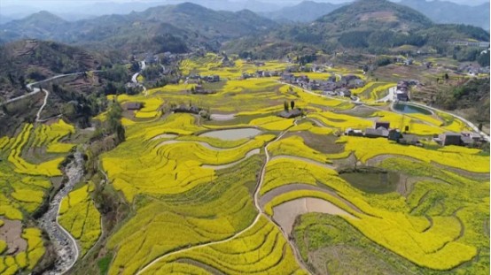 泓森槐贵州今年退耕还林任务299945万亩