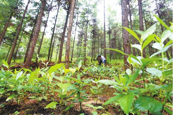 泓森槐在低质低效林改造中的应用
