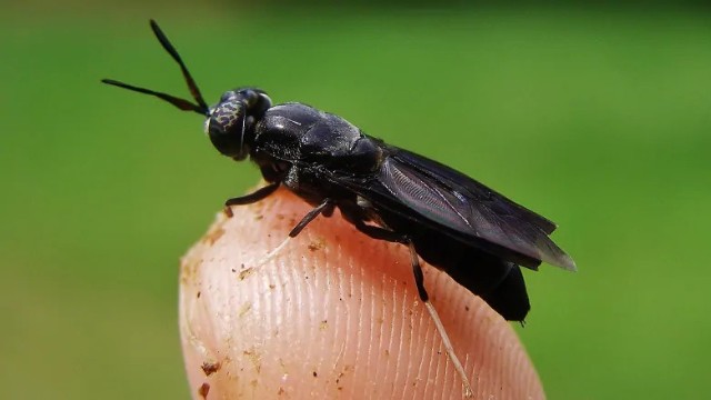 有机废弃物 黑水虻幼虫=