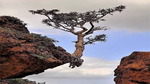 第435章:古运来绝处逢生