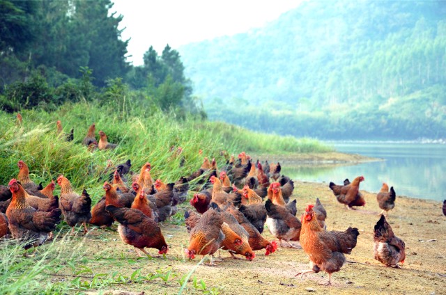大健康风口下,新中产崛起,看凤中皇清远鸡如何引爆市场?