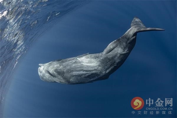 ethereum鲸鱼正在行动 这对其价格意味着什么?