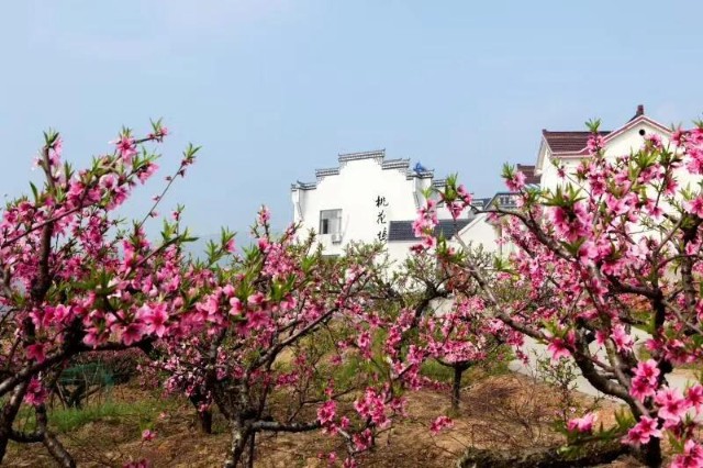 当涂大青山桃花节门票图片