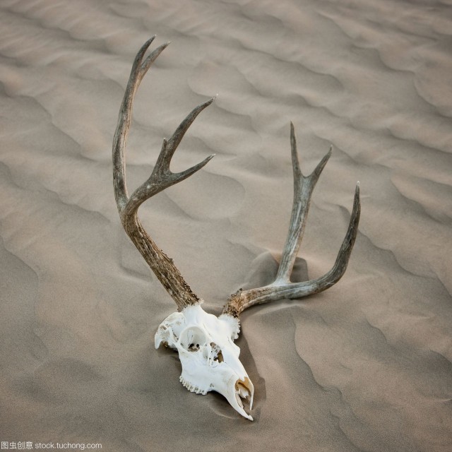 在毛乌素沙漠的东部发现的新华遗址,出土了部分动物骨骸,有学者通过对
