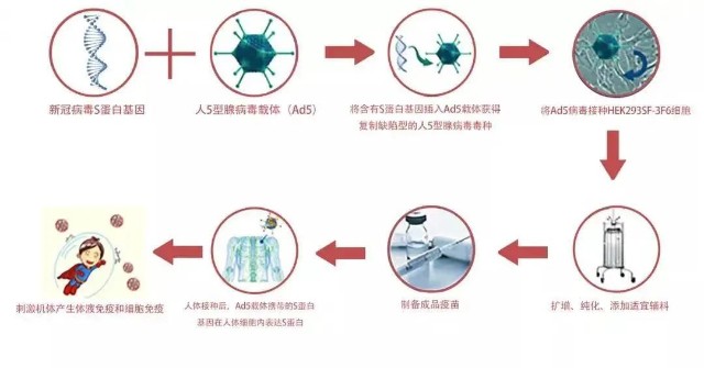 但同時保持其抗原的完整性,接種人體後使受種者產生免疫反應