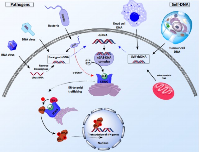 首个sting激动剂获批临床