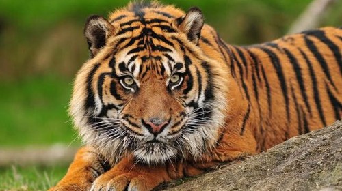 第466章大虎有点信了假消息