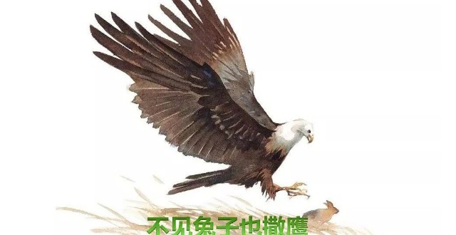 但不可否认,市场上的确有非常多的"兔子",然而多数的 "鹰"却只会抓"鸡