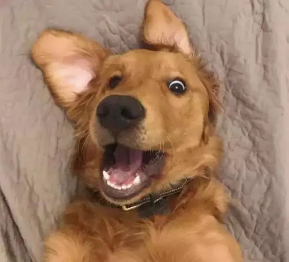 也有人说这不对,无论狗狗还是柴犬,都是在网上流行的表情包,所以他