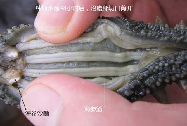 什么是假海参怎么辨别海参真假