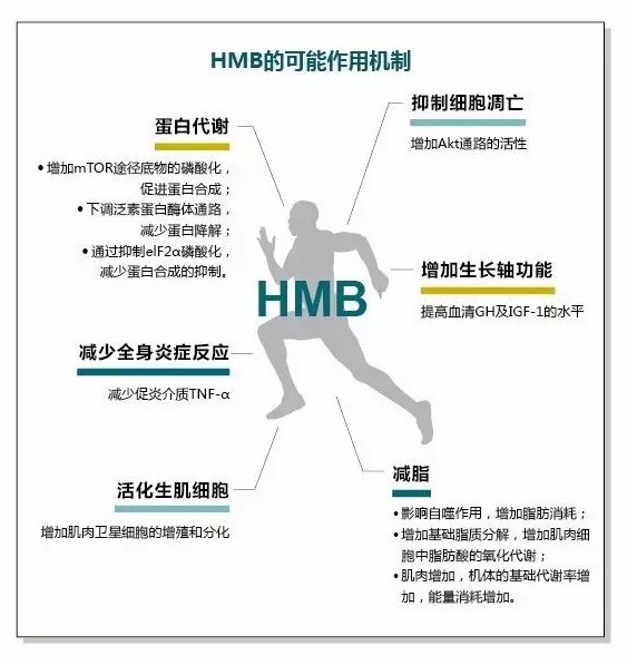 脂肪可以转变成肌肉 No 肌肉离不开hmb的作用 财富号 东方财富网