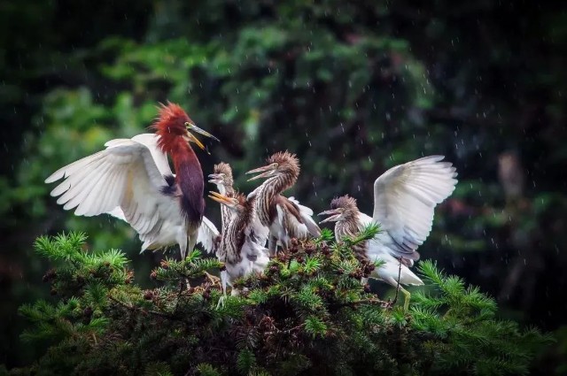 三等奖高原生灵(组照)丨范艳民狐光山色(组照)丨顾娓僮启航(组照)丨