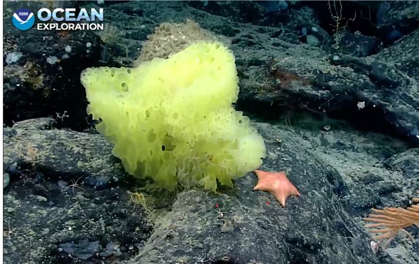 动漫成真！专家在大西洋深处发现“海绵宝宝”和“派大星”