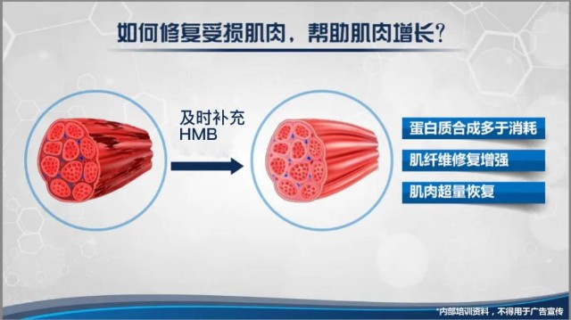 肌肉流失慢才更健康hmb守护老人健康
