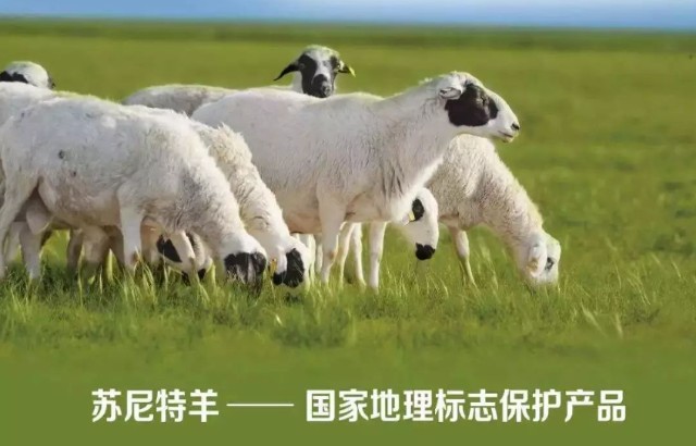 看地理标志产品苏尼特羊肉如何投放广告宣传打造品牌
