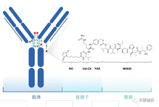 站在全球ADC行业背景下理解荣昌生物RC48出海_财富号_东方财富网