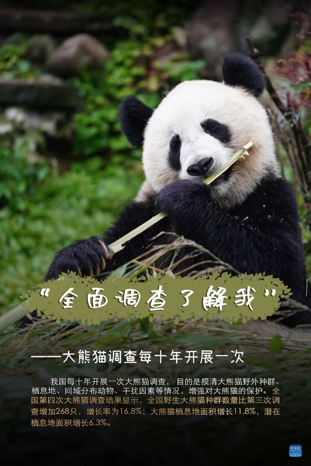 让我们看看大熊猫们是如何说的吧!
