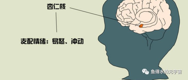 好心情手冊多巴胺杏仁核大腦自動導航