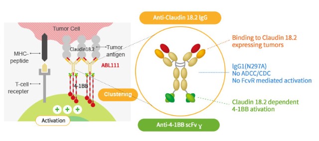 tj033721作為臨床階段唯一一款靶向腫瘤抗原密蛋白18剪切體2(claudin