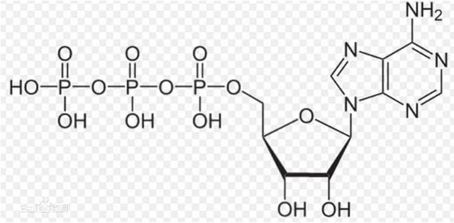 atp的分子式atp,是腺苷三磷酸.但可以从atp——高中生物学知识点讲起.