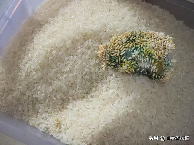 黄曲霉毒素主要污染玉米,花生,棉籽及其饼粕,在大豆,稻谷,通心粉,调味