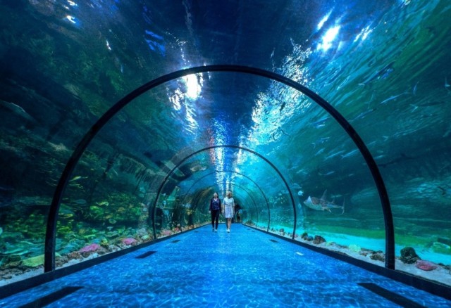 中東最大水族館阿布扎比國家水族館正式開放