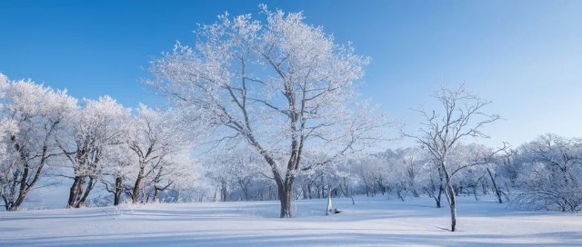 小雪雪滿天,來年必豐年!今日小雪!_財富號_東方財富網