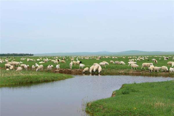 盐滩贵族宁夏盐池滩羊为什么贵盐池滩羊为什么好吃