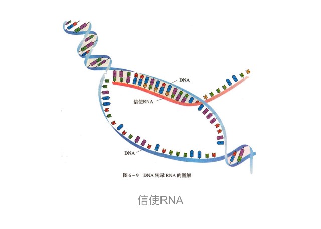 mrna,中文译名"信使核糖核酸",是由dna的一条链作为模板转录而来的
