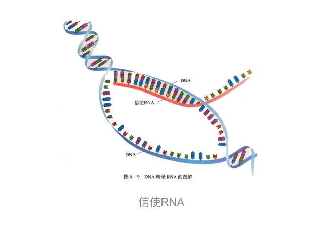 mrna,中文译名信使核糖核酸,是由dna的一条链作为模板转录而来的