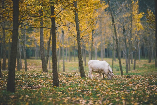 摄图网_500731898_banner_湖州银杏林里的山羊（非企业商用）.jpg