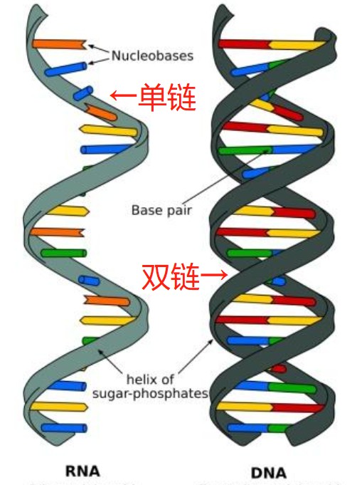 双链的dna其次,新冠病毒属于rna病毒,是单链结构,比起双链结构的dna