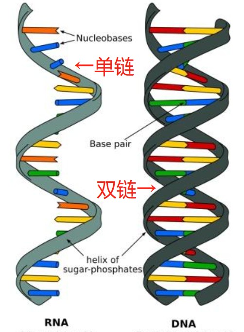 dna单链结构图片