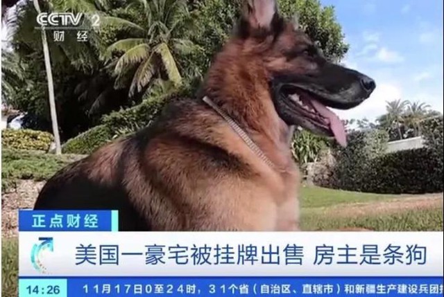 美国一豪宅出售上"头条",房主居然是条"狗"