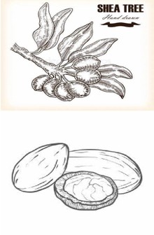 共同推进中非生物科技领域合作,加速乳木果可可产业设计和执行合作