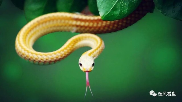我们都知道蛇是一种冷血动物,顾名思义,蛇的体温是很低的,如果我们说