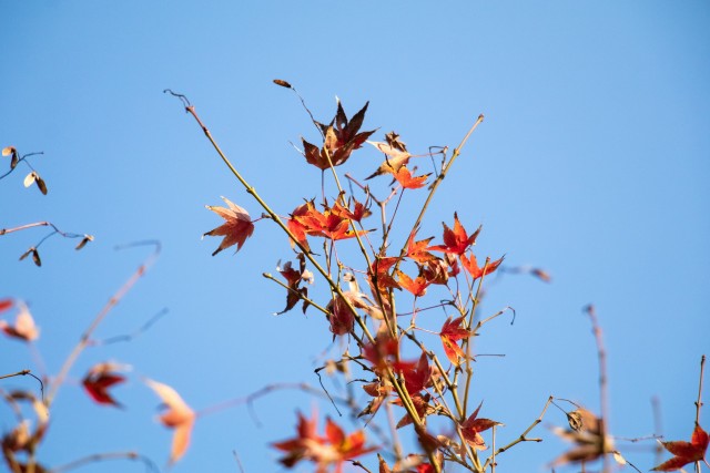 摄图网_501112476_banner_秋天枫叶（非企业商用）.jpg