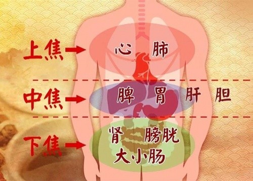 人体心肝脾胃肾示意图图片