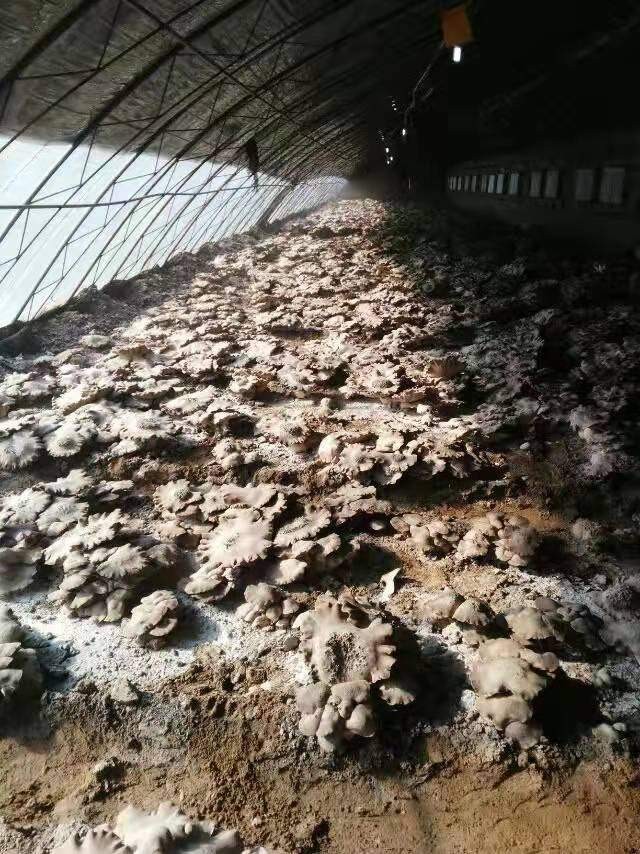 5-2万斤,除鲜货供应高端炖品康养美食市场外,每20斤即可加工提炼出500