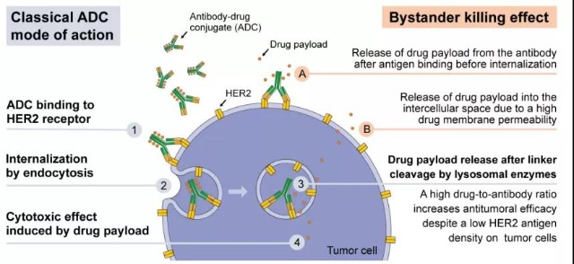 adc作用機理簡單明瞭,adc藥物進入體內後,抗體部分與表達腫瘤抗原的靶