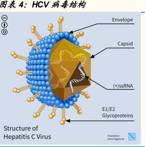 hcv 结构:hcv 是一种 rna 病毒,hcv 基因组为单股正链 rna,由约 9