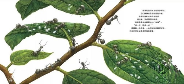 围篱边的树苗上有许多蚜虫,它们静静吸食着树苗的汁液,多余的糖和水分