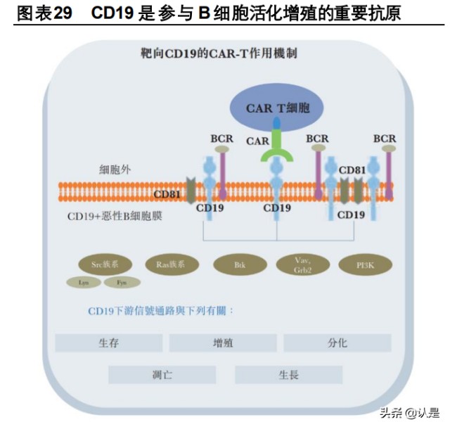 细胞治疗行业之药明巨诺研究报告：细胞治疗商业化领军者