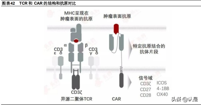 细胞治疗行业之药明巨诺研究报告：细胞治疗商业化领军者