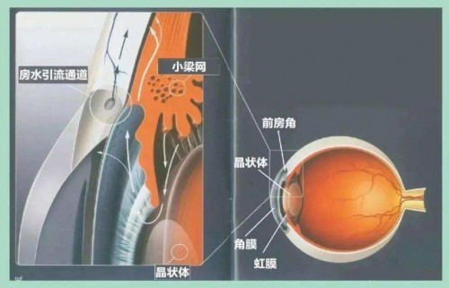 小梁网位置图图片