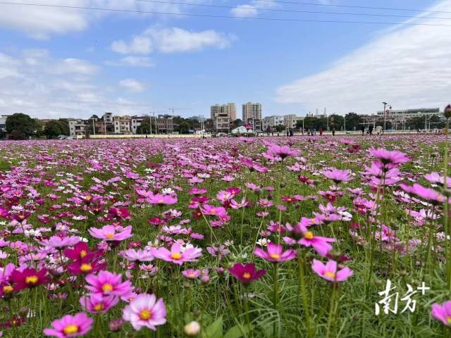 在莞过年花海迎春茶山上元稻田公园250亩花海艳丽绽放