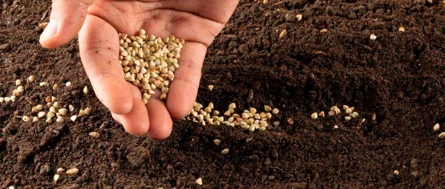 从中央一号文件看国内种业的机会