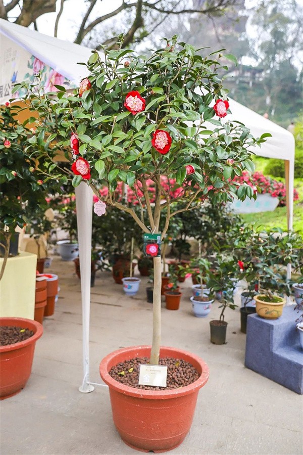 第十三届中国茶花博览会茶花评选结果揭晓